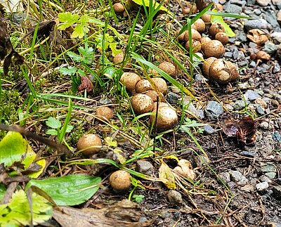 Wanderung der Naturfreunde - Islitzeralm