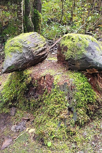 Wanderung der Naturfreunde - Lavant Waldpfad + Kirchen