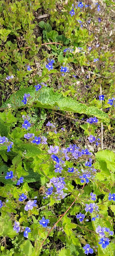 Wanderung der Naturfreunde - Sachsenburg