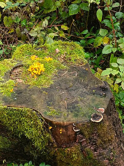 Wanderung der Naturfreunde - Lavant - Waldpfad und Kirchen