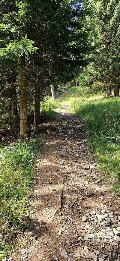 Wanderung der Naturfreunde - Mauthner Alm und Enzianhütte