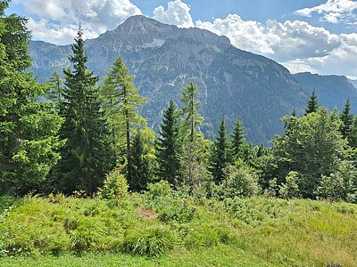 Wanderung der Naturfreunde - Mauthner Alm und Enzianhütte