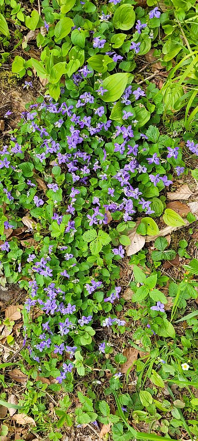 Wanderung der Naturfreunde - Sachsenburg