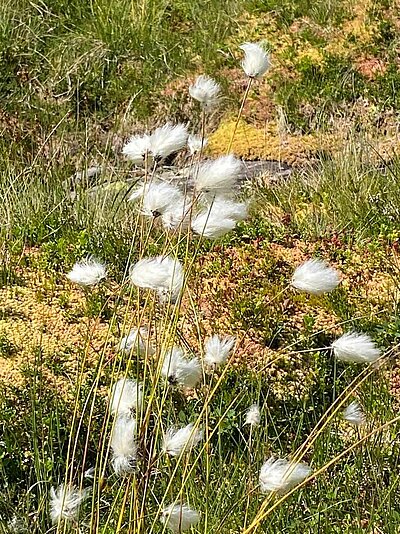 Wanderung der Naturfreunde - Winklerner Almsee - Strasskopf