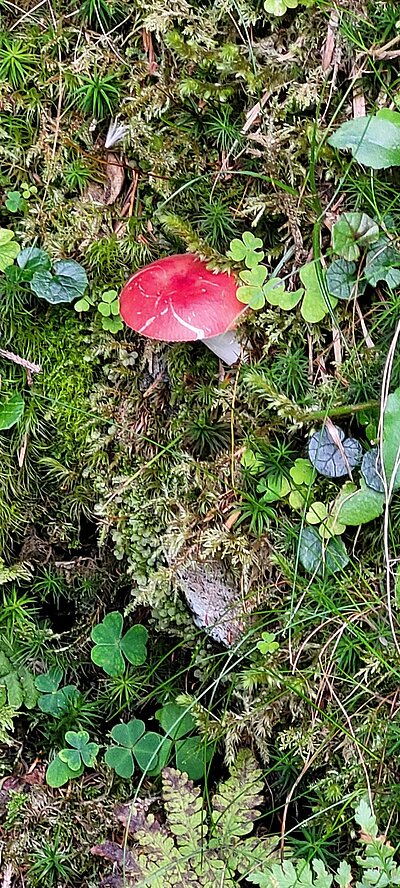 Wanderung der Naturfreunde - Hintersee im Flebertal