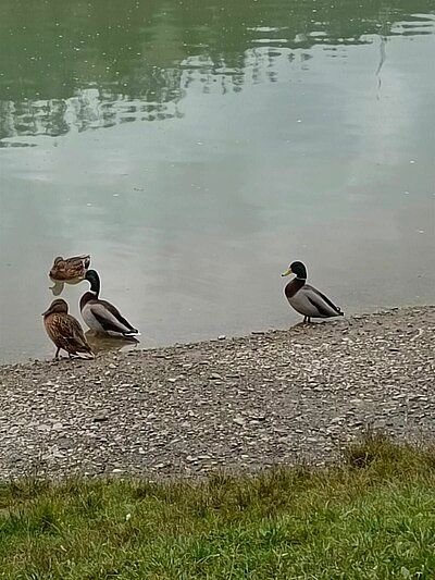 Wanderung der Naturfreunde - Kollreiderweg und Tassenbacher Stausee Umrundung