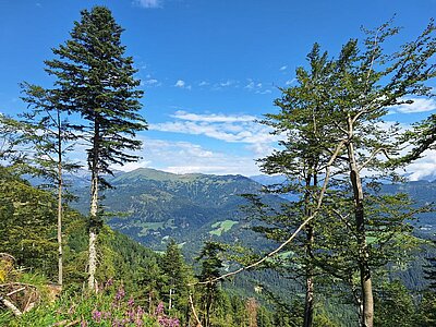 Wanderung der Naturfreunde - Mauthner Alm und Enzianhütte