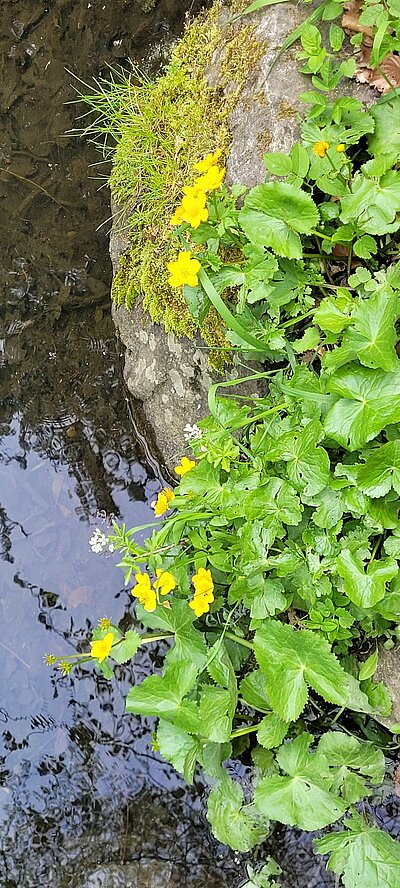 Wanderung der Naturfreunde - Sachsenburg