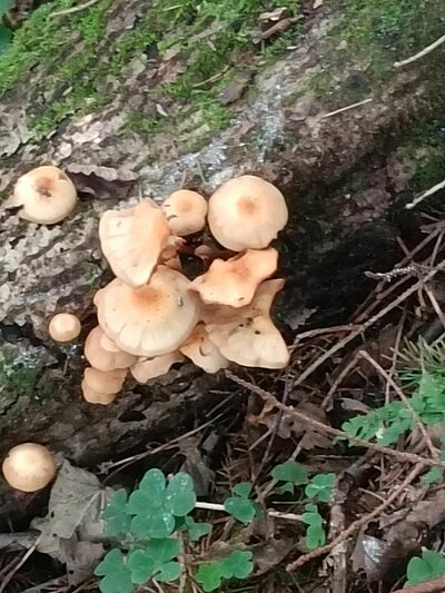 Wanderung der Naturfreunde - Hintersee im Flebertal