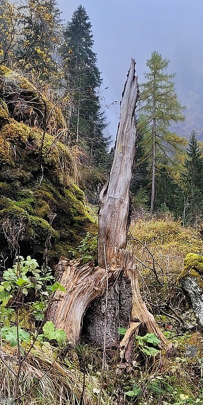 Wanderung der Naturfreunde - Islitzeralm