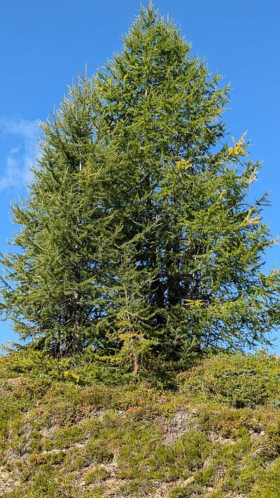 Wanderung der Naturfreunde - Böses Weibele und Hochstein Rundwanderung