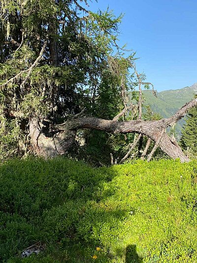 Wanderung der Naturfreunde - Winklerner Almsee - Strasskopf