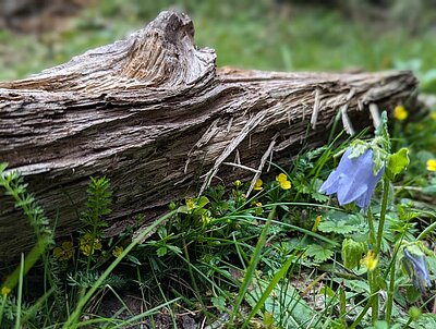 Wanderung der Naturfreunde - Hintersee im Flebertal