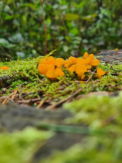 Wanderung der Naturfreunde - Lavant - Waldpfad und Kirchen