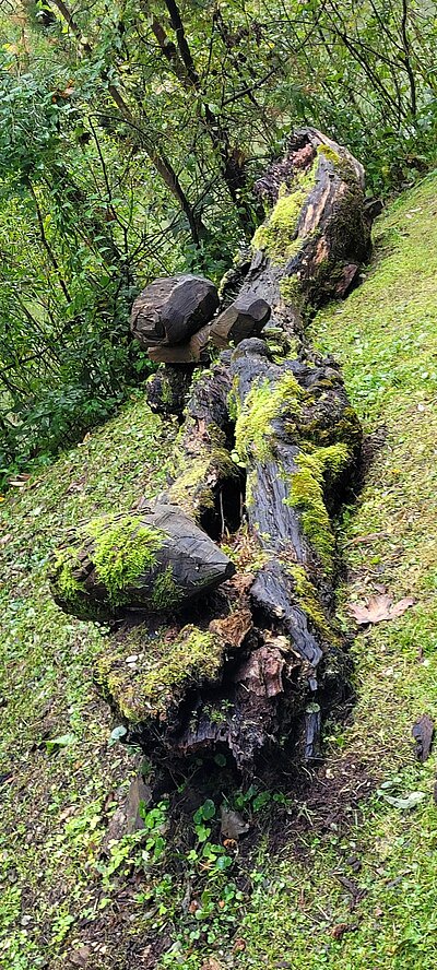 Wanderung der Naturfreunde - Lavant - Waldpfad und Kirchen