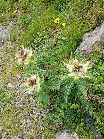 Wanderung der Naturfreunde - Zollnerseehütte - See - Kleiner Trieb