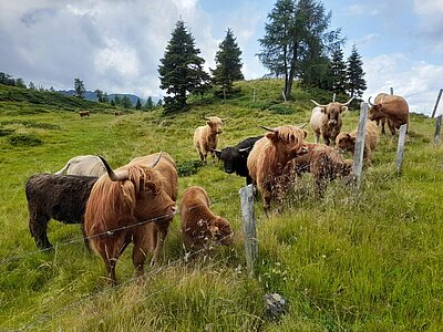 Wanderung der Naturfreunde - Zollnerseehütte - See - Kleiner Trieb