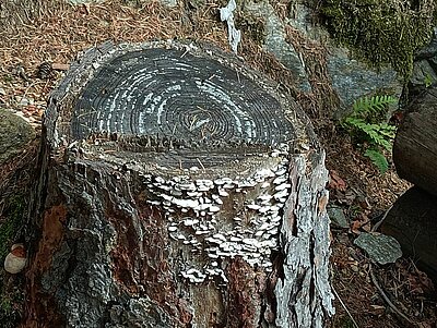 Wanderung der Naturfreunde - Vogelerlebnisweg Thurn