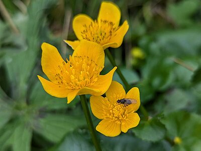 Wanderung der Naturfreunde - Hintersee im Flebertal