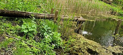 Wanderung der Naturfreunde - Sachsenburg