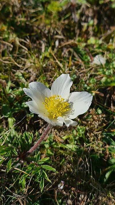 Wanderung der Naturfreunde - Böses Weibele und Hochstein Rundwanderung