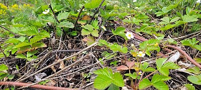 Wanderung der Naturfreunde - Sachsenburg