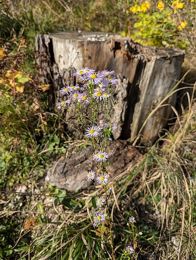 Rundwanderung der Naturfreunde - Lienz-Leisach-Amlach-Lienz